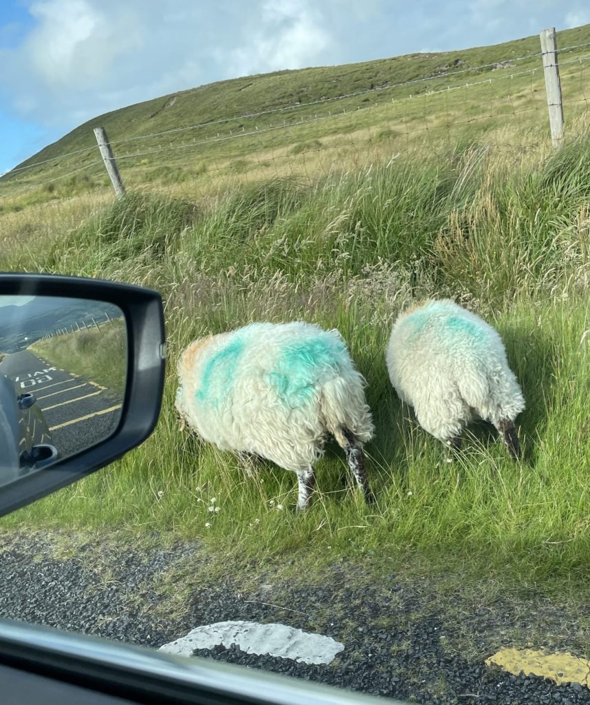 Painted sheep grazing next to the road in Ireland.